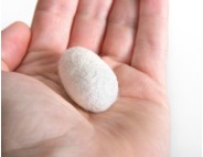 silk cocoon in hand